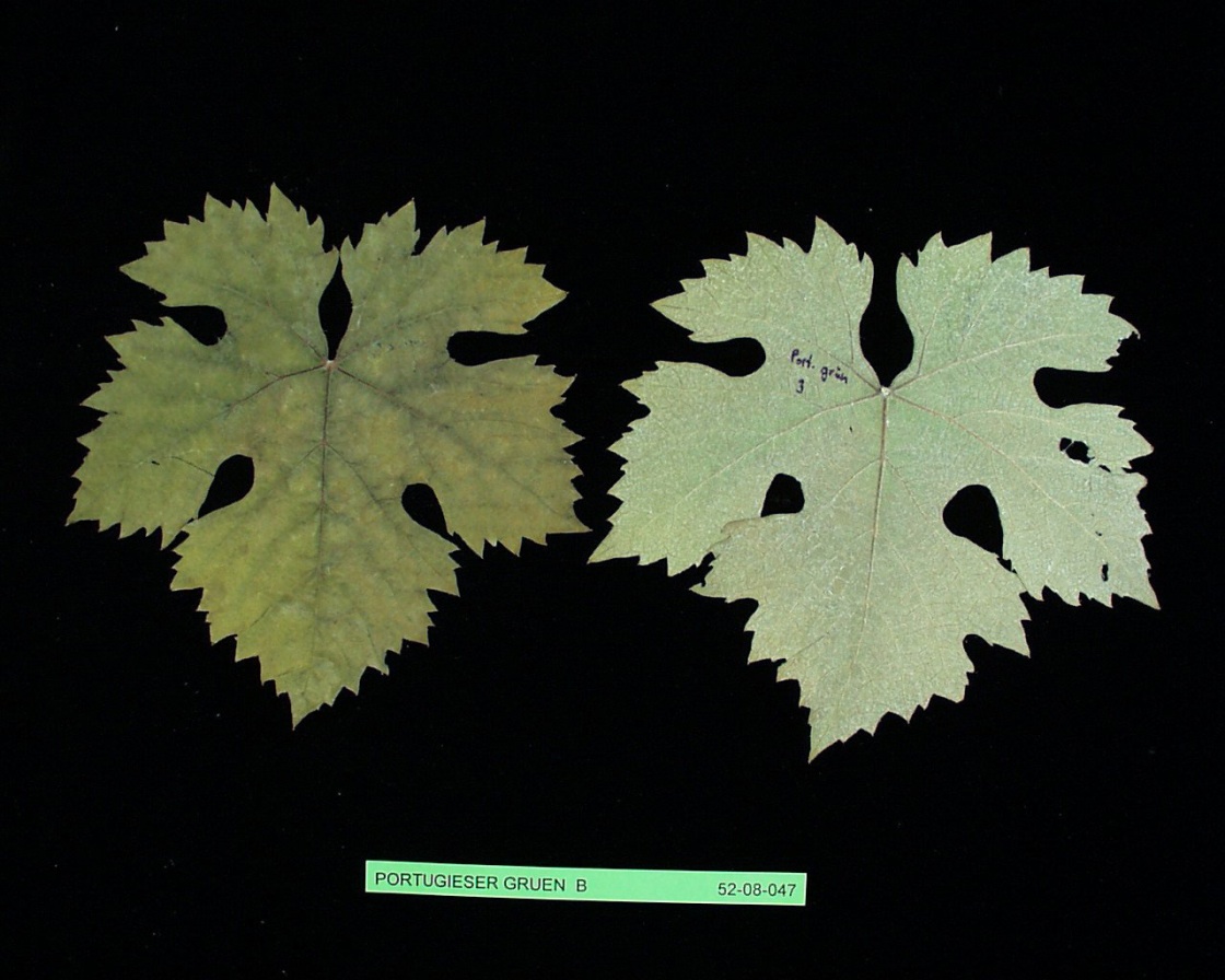 Rotgipfler - Herbarized leaf