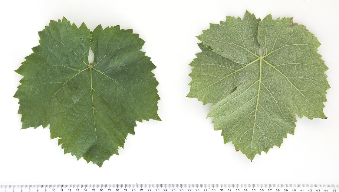 Rudezusa - Mature leaf
