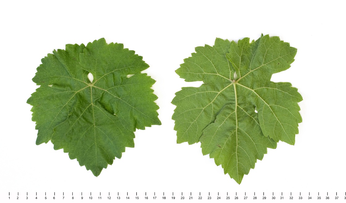 Scheurebe - Mature leaf