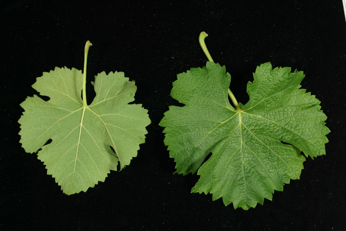Semillon - Mature leaf
