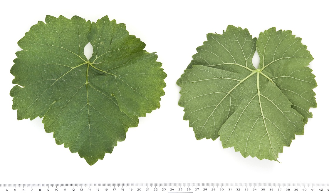 Silvaner Gruen - Mature leaf