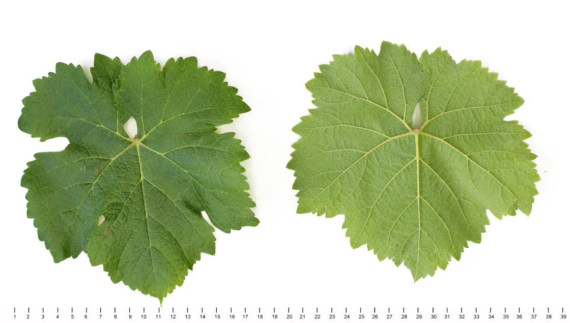 Trousseau Noir - Mature leaf