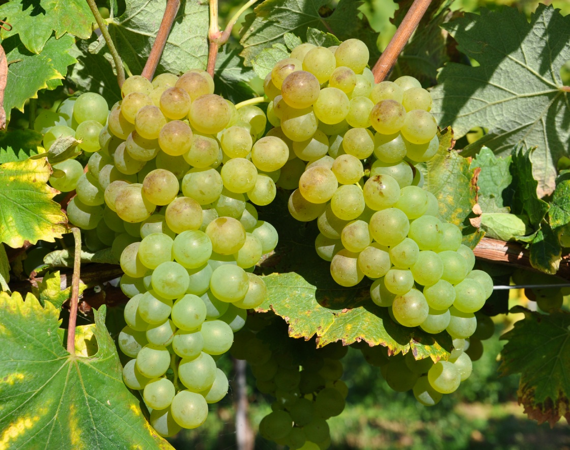 Vermentino - Cluster in the field