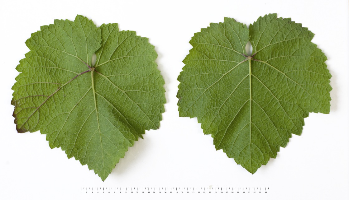 Rondo - Mature leaf