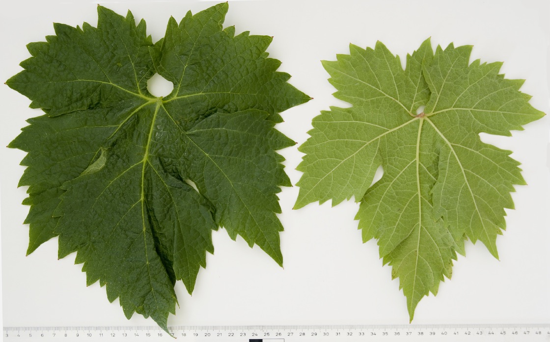 Blatina - Mature leaf