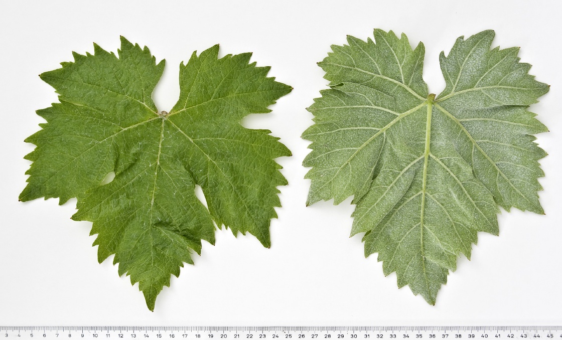 Airen - Mature leaf