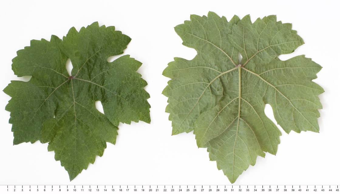 Veltliner Fruehrot - Mature leaf