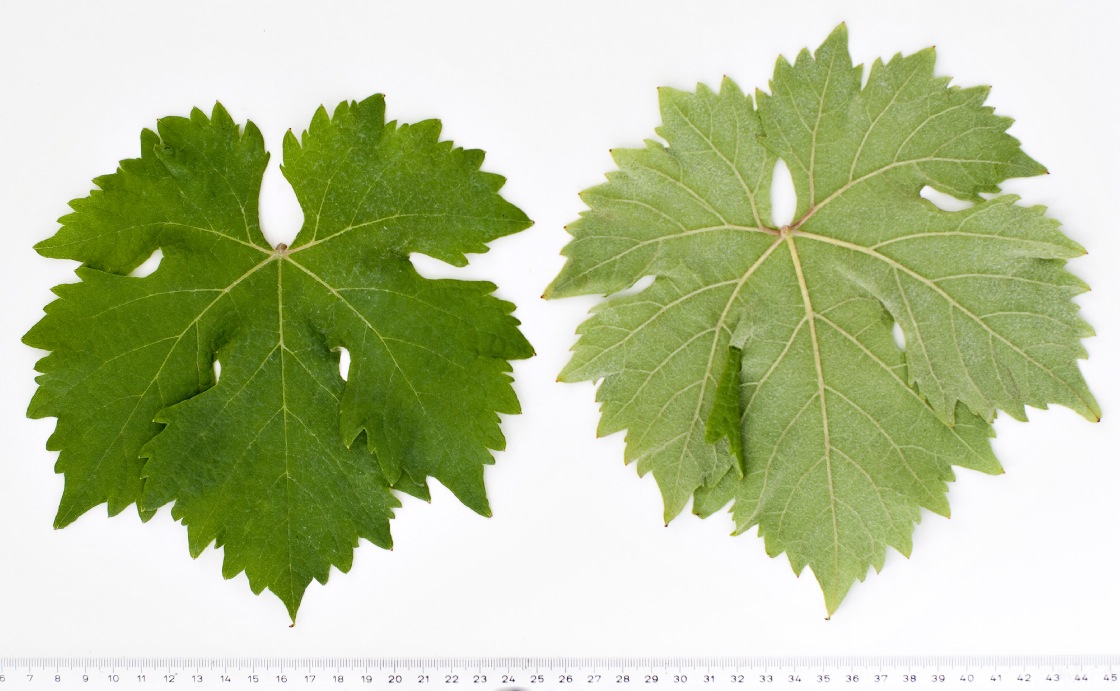 Braquet Noir - Mature leaf