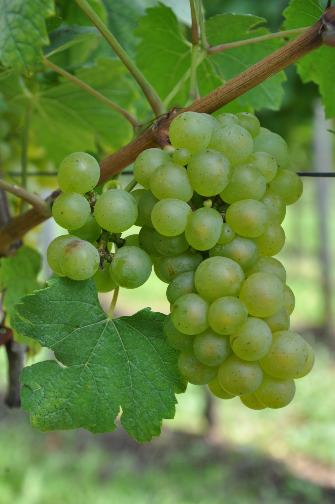 Chardonnay Blanc - Cluster in the field
