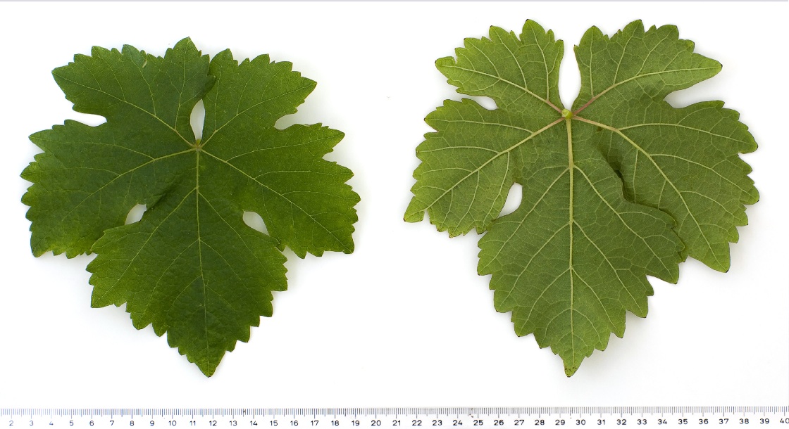 Chasselas Blanc - Mature leaf