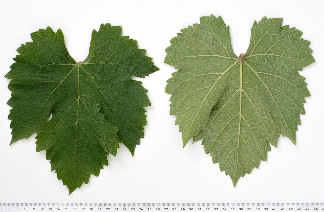 Altesse - Mature leaf