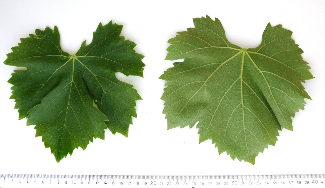 Feteasca Regala - Mature leaf