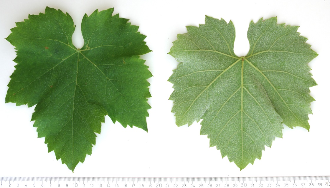 Furmint - Mature leaf