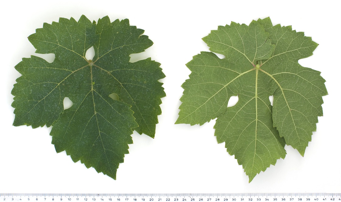 Goldriesling - Mature leaf