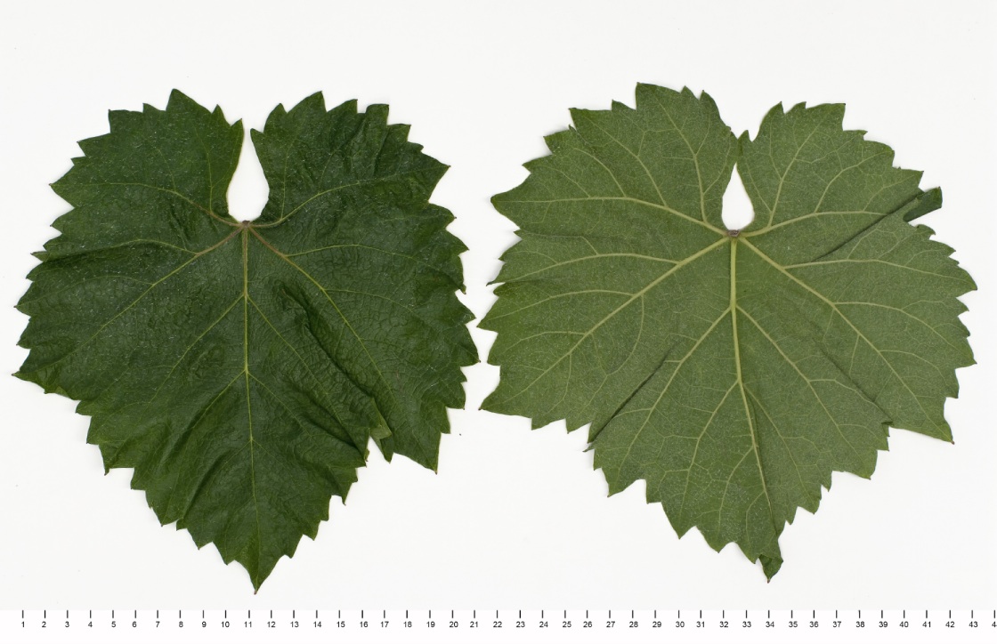 Grasa de Cotnari - Mature leaf