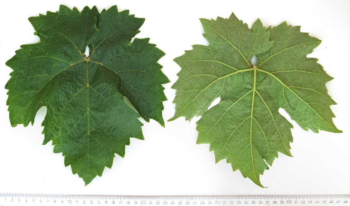 Dimyat - Mature leaf