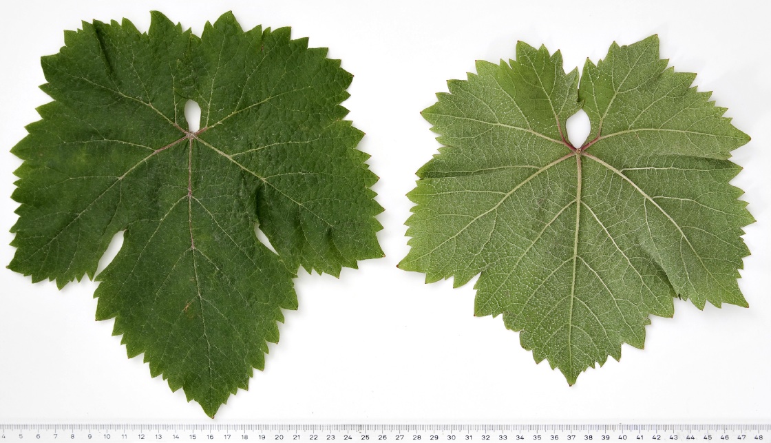 Korinthiaki - Mature leaf