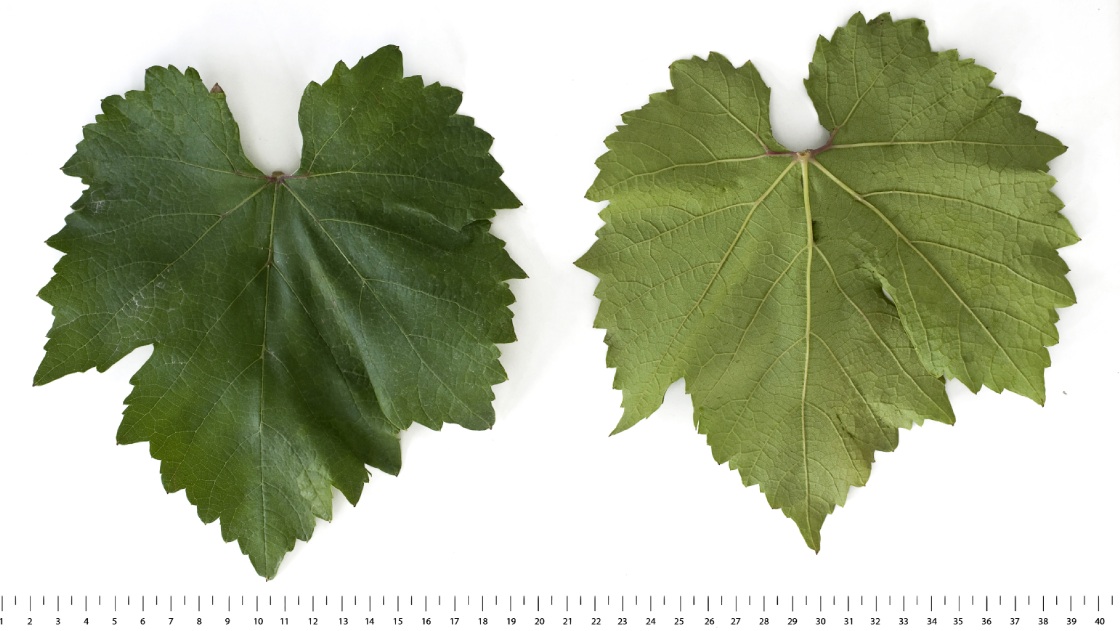 Kunleany - Mature leaf