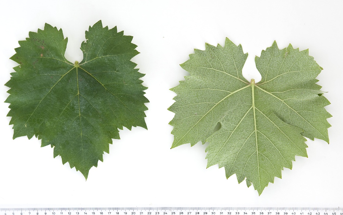 Monastrell - Mature leaf