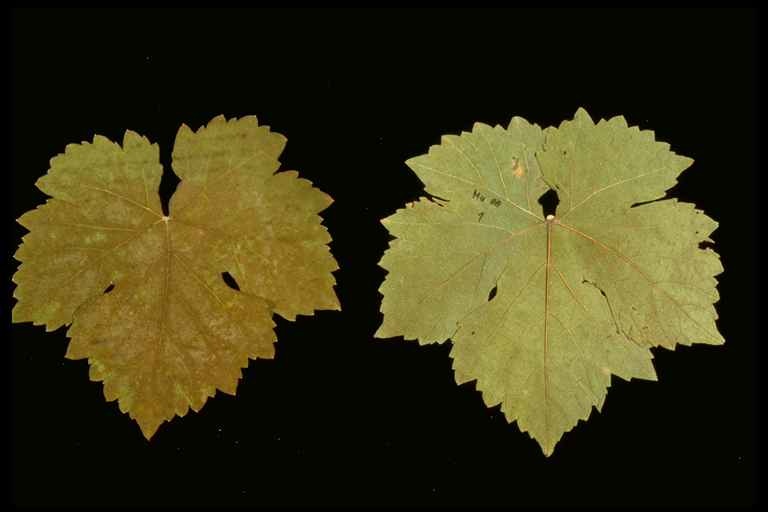 Muscat Ottonel - Herbarized leaf