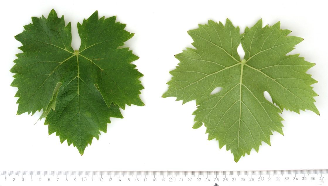 Muscat a Petits Grains Rouges - Mature leaf