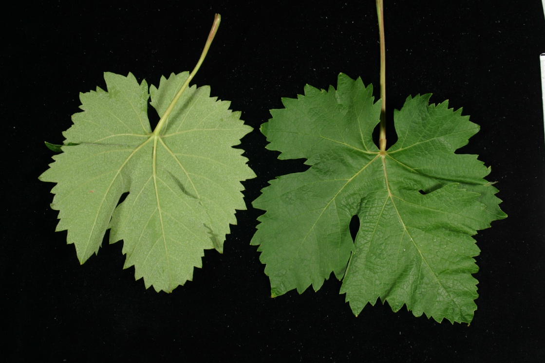 Palomino Fino - Mature leaf