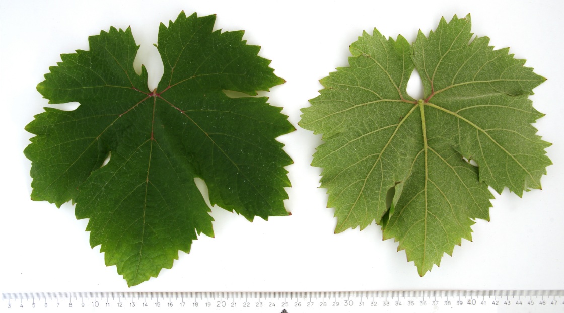 Pamid - Mature leaf