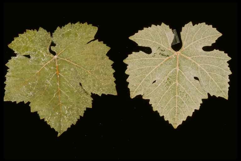Pinot Meunier Herbarized leaf