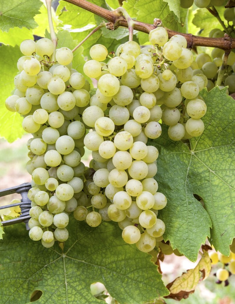 REICHENSTEINER - Cluster in the field