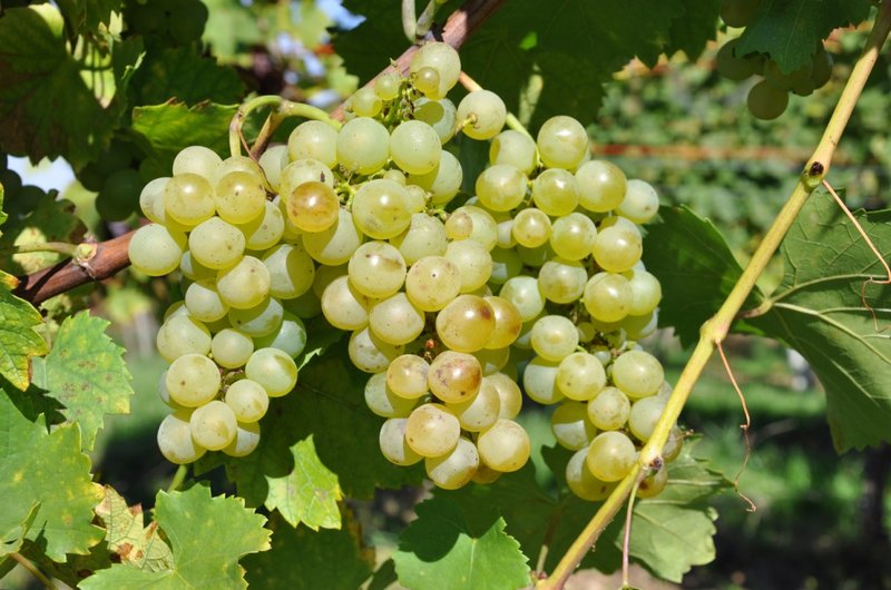 Ribolla Gialla - Cluster in the field