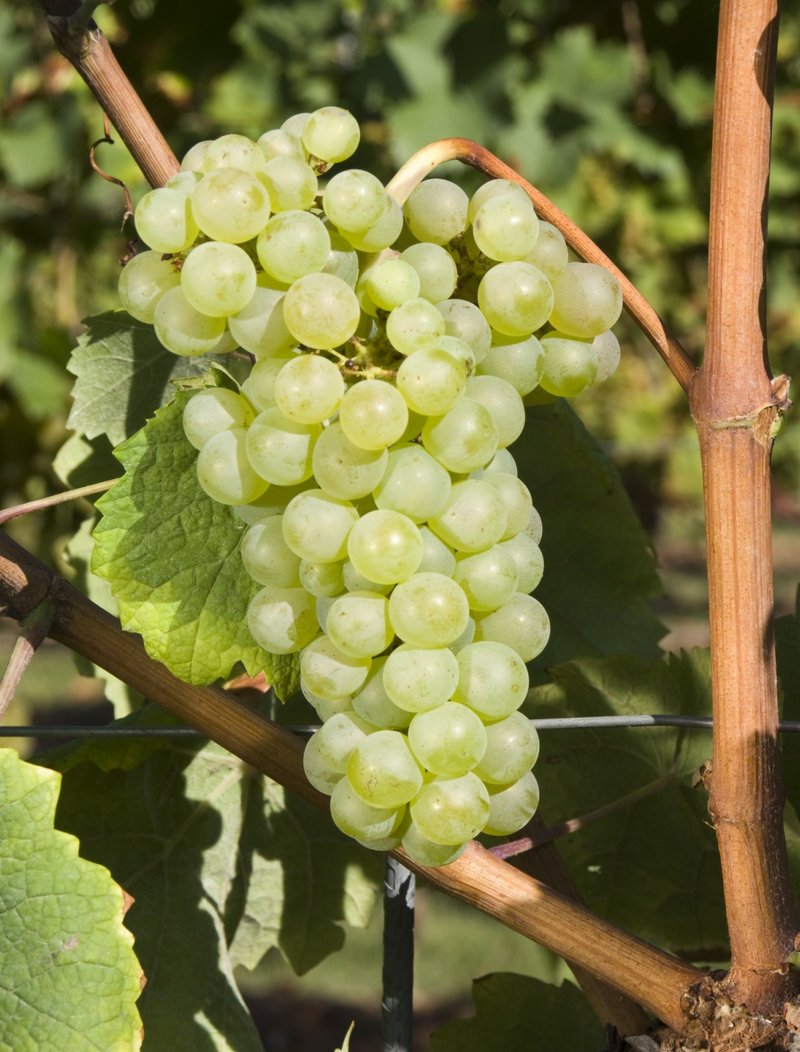 Baroque - Cluster in the field