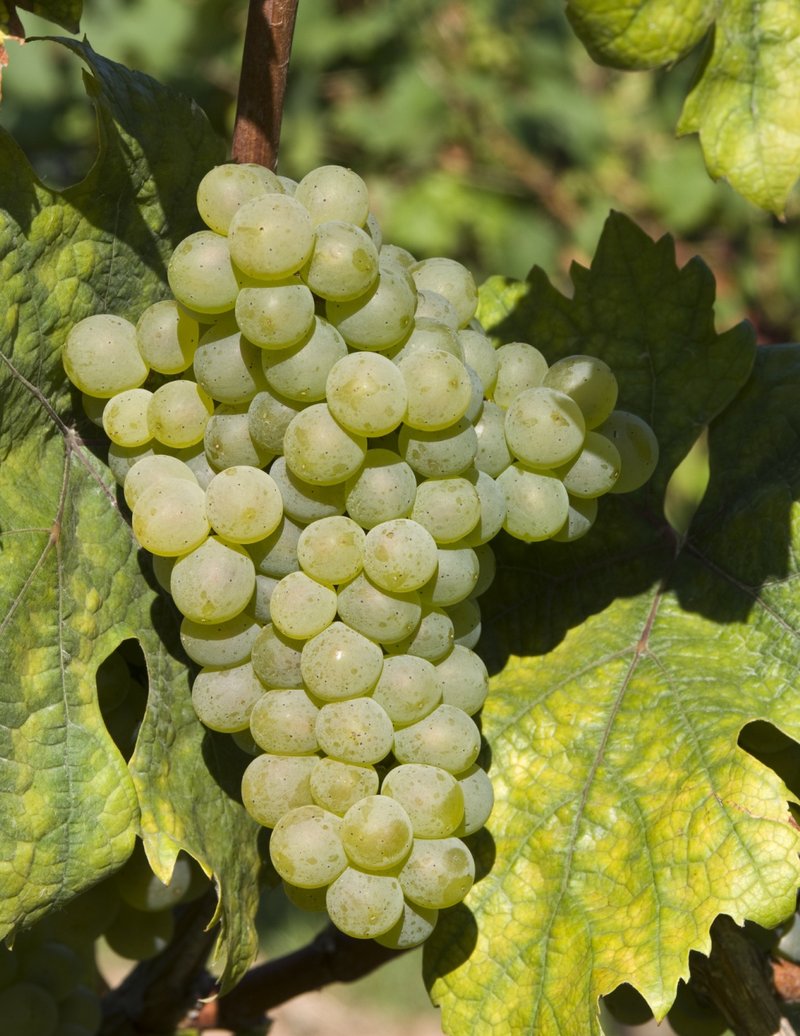 Rotgipfler - Cluster in the field