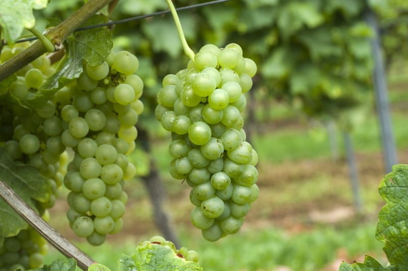 Roussanne - Cluster in the field