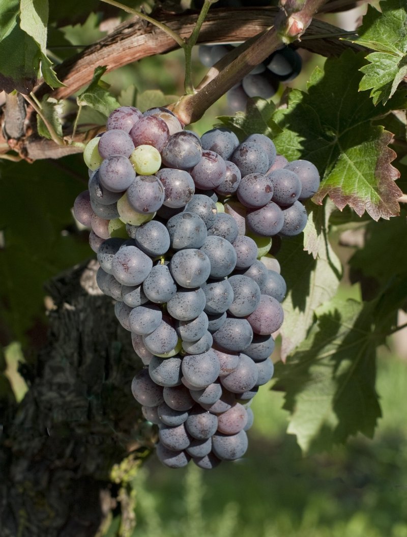 Agiorgitiko - Cluster in the field