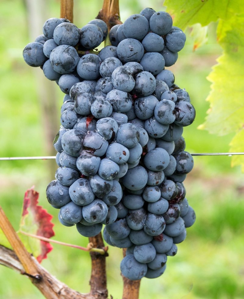 Rudezusa - Cluster in the field