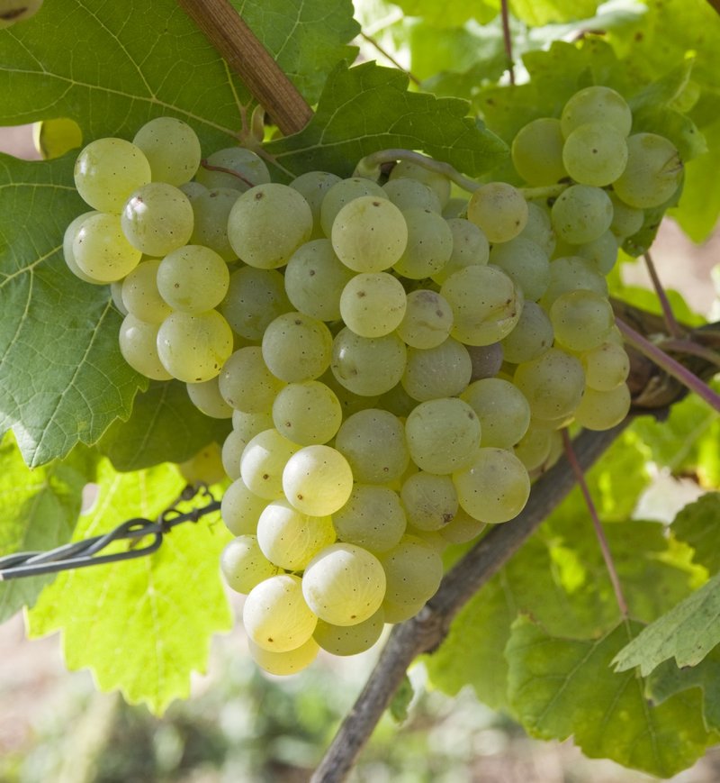 Scheurebe - Cluster in the field