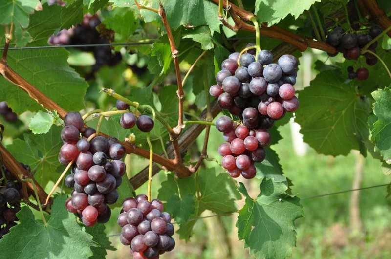 Schiava Gentile - Full plant