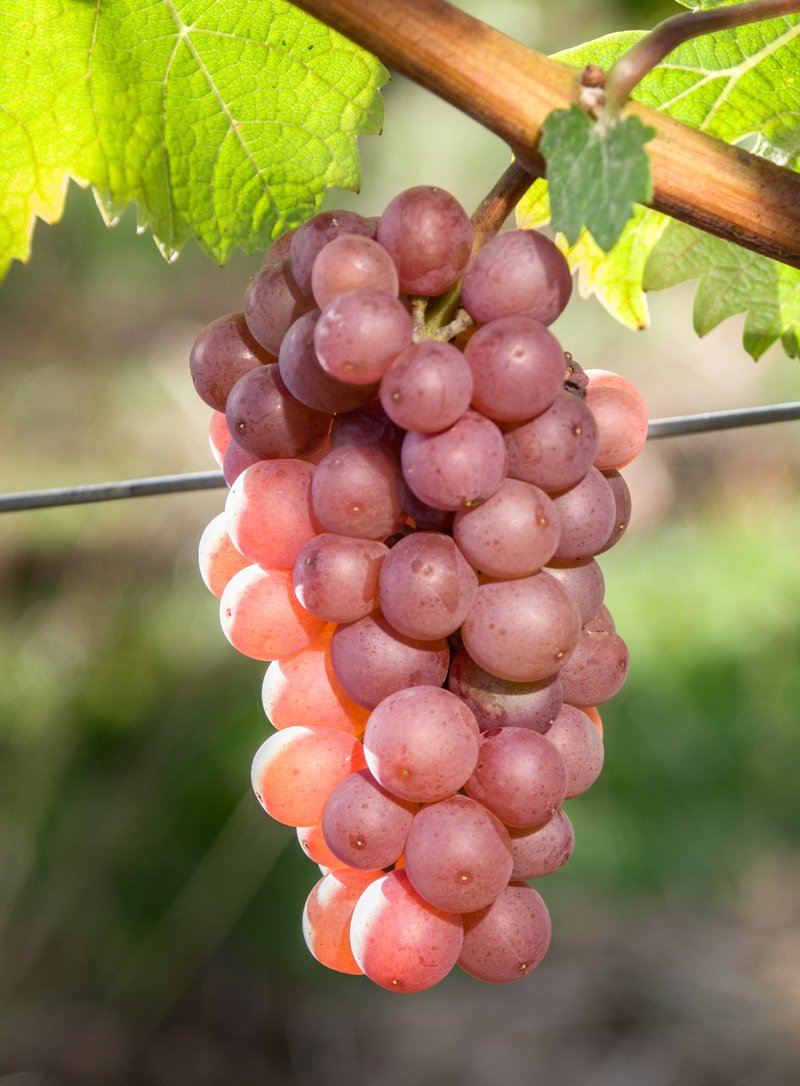 Schoenburger - Cluster in the field