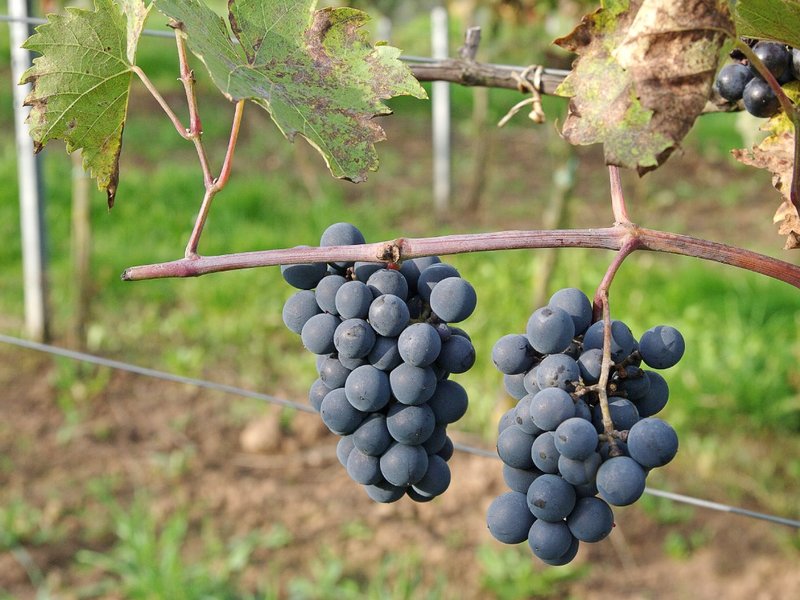 SEINOIR - Cluster in the field