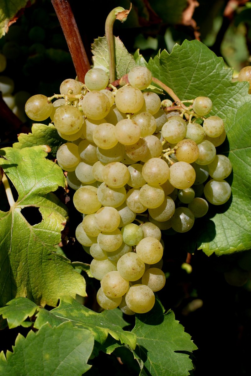 Semillon - Cluster in the field