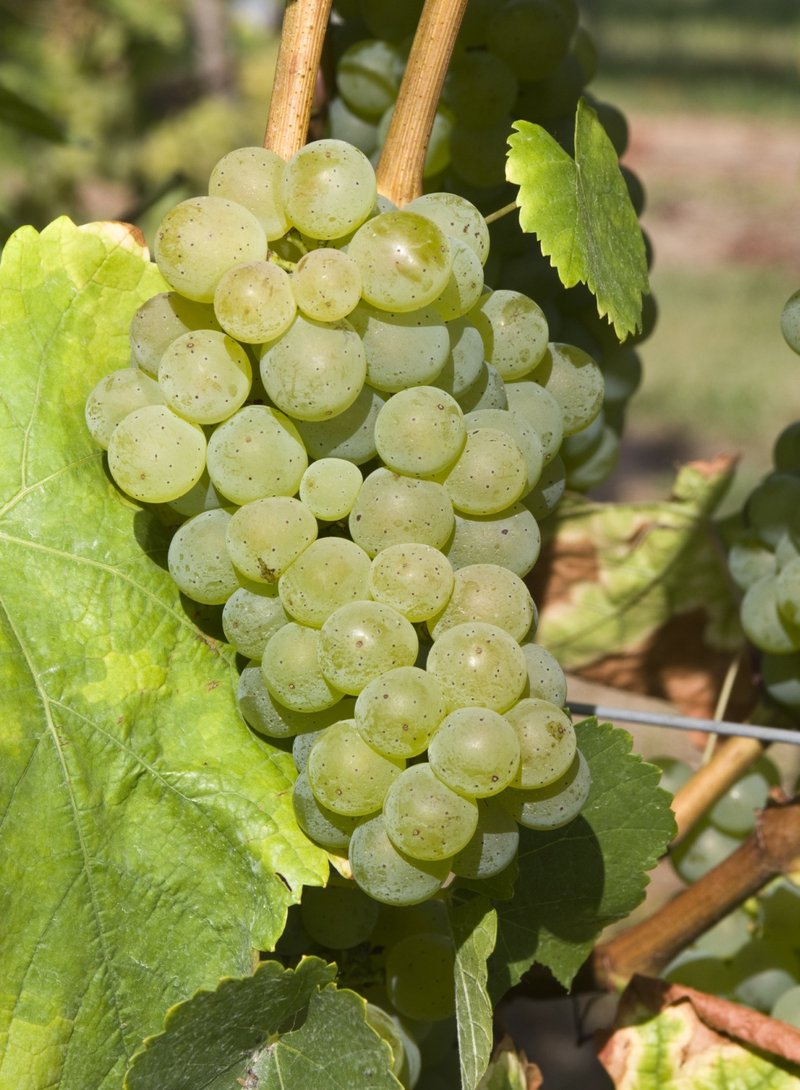 Silvaner Gruen - Cluster in the field