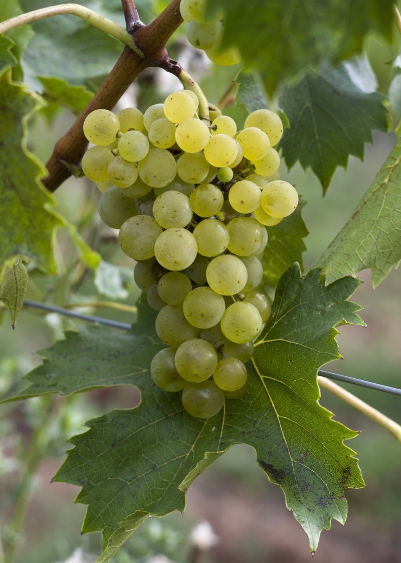 Sirius - Cluster in the field