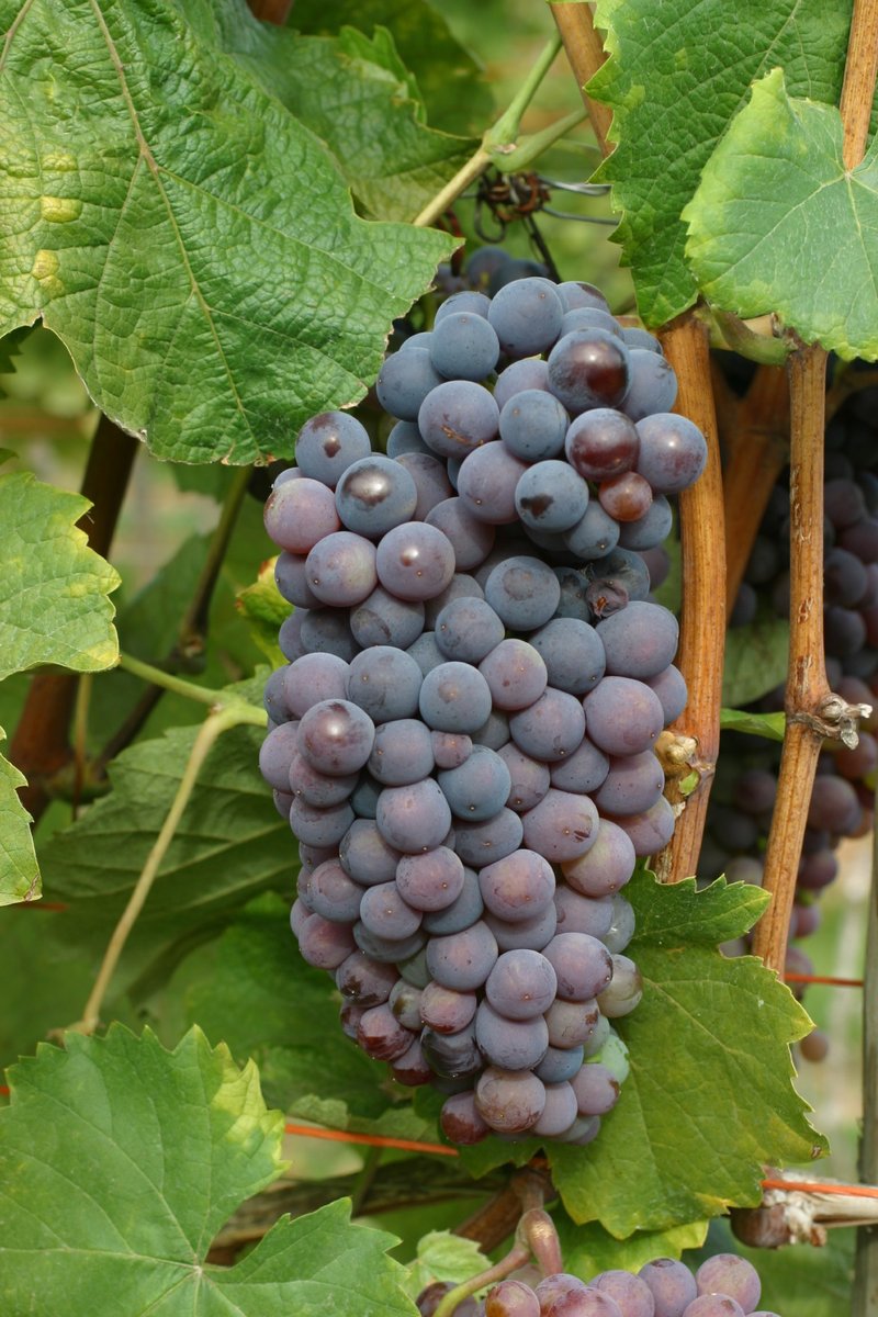 Siroka Melniska - Cluster in the field