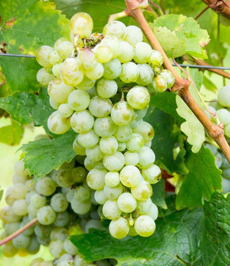 Slankamenka Bela - Cluster in the field