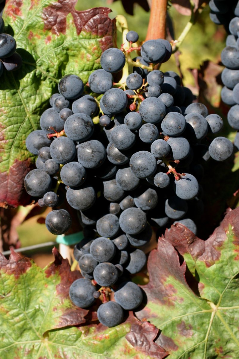 Tempranillo Tinto - Cluster in the field