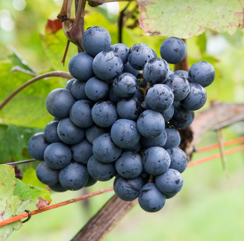 Teroldego - Cluster in the field