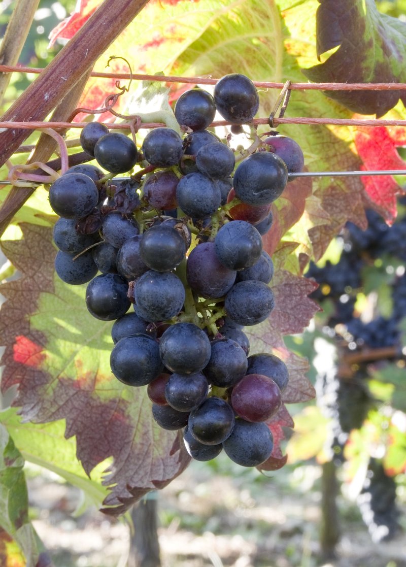 Terrano - Cluster in the field