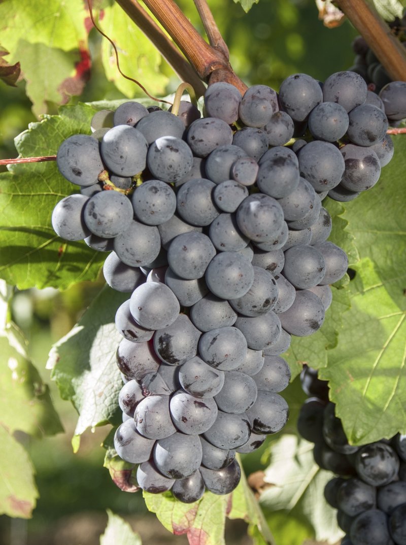 Terret Noir - Cluster in the field