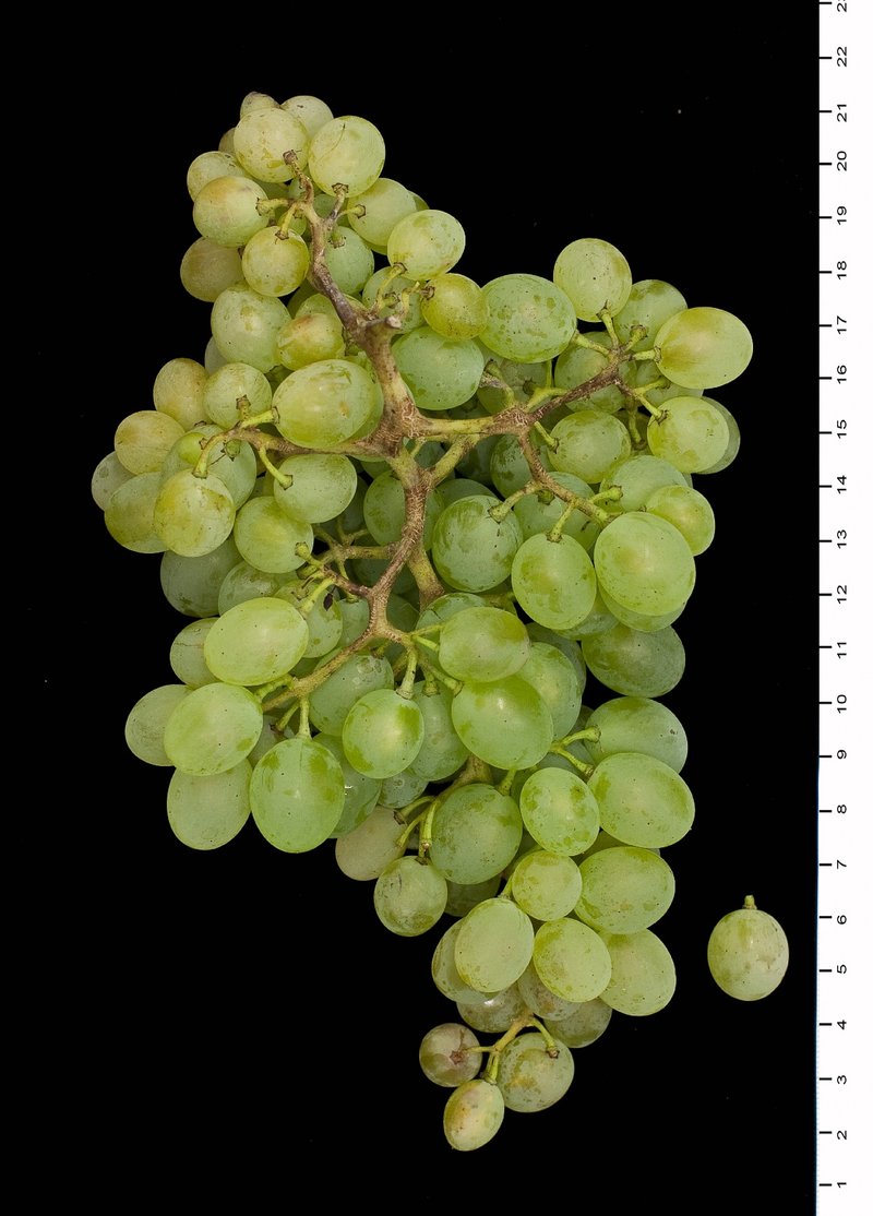 Athiri (Thrapsathiri) - Cluster in the laboratory