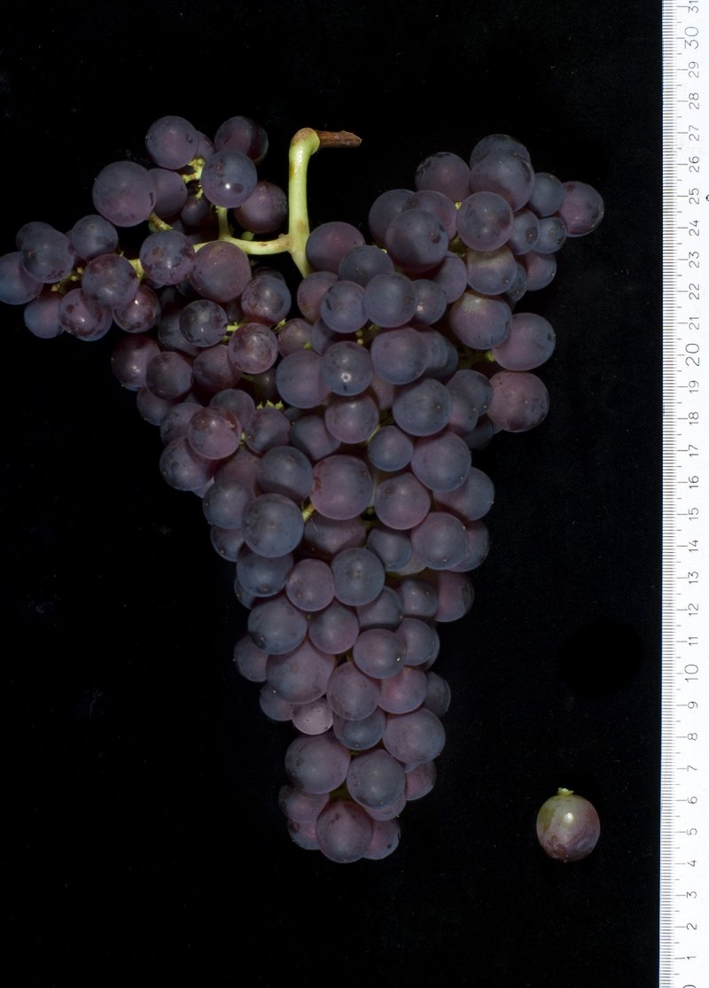 Tibouren - Cluster in the laboratory